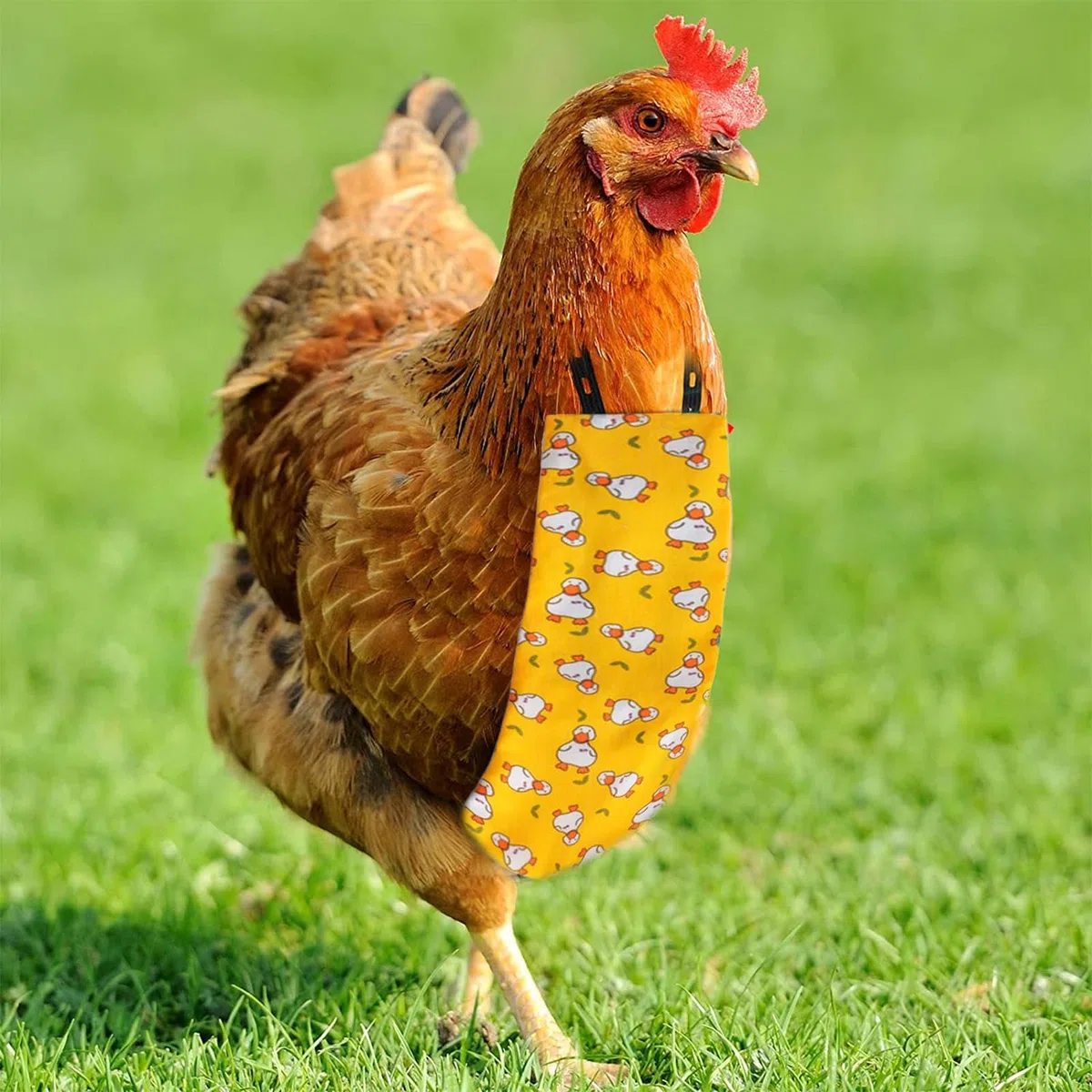 Couches De Canard, Tissu en Coton Respirant | Paquet De 3 Vêtements Réutilisables Et Lavables pour Animaux De Compagnie, Cette Couche Réglable Anti-Fuite pour Poule Empêche Les Taches D'urine sur Les